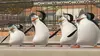 Moris dans Les Pingouins de Madagascar S02E27 L'Arc-Amoroso-Laser (2012)