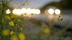 Les plantes invasives