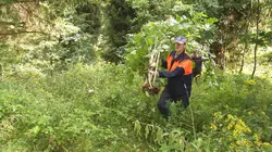 Les plantes invasives