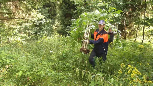 Les plantes invasives
