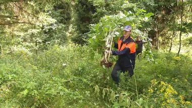 Les plantes invasives : Quel danger pour la planète et les humains ? E01