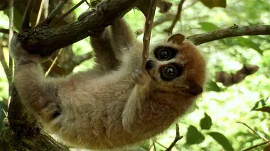 Dans la jungle vietnamienne