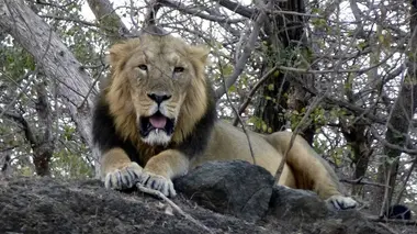 Inde, au royaume des lions