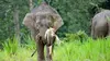 Les plus beaux parcs nationaux d'Asie S02E04 Les éléphants sauvages de Bornéo