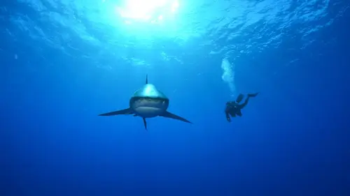 Les plus dangereux des requins