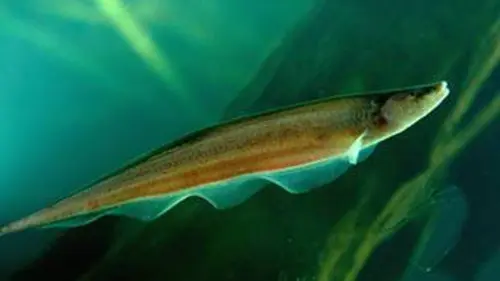 Les poissons électriques en eaux troubles