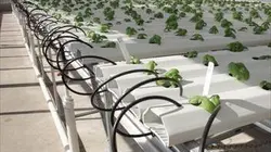 Visuel de Les porteurs d'espoirs
