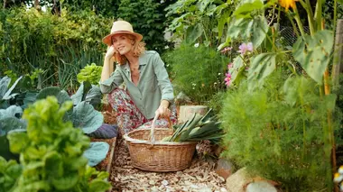 La courgette d'Ile-de-France