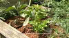 Le potager aquatique auvergnat
