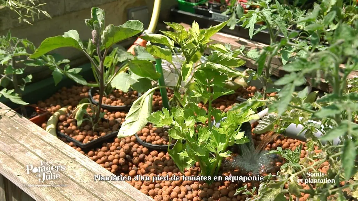 Les potagers de Julie S02E17 Le potager aquatique auvergnat