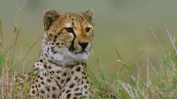 Les prédateurs, ces grands stratèges