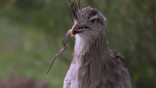 Les prédateurs, ces grands stratèges