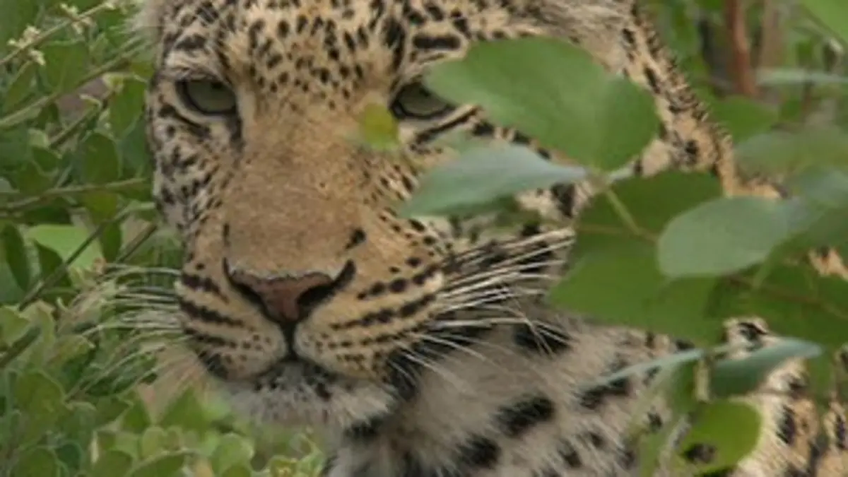 Les prédateurs d'Afrique E02 Stratégies d'attaque