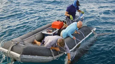 Requin-tigre, le gardien vagabond