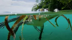 Les prédateurs de la Grande Barrière de corail