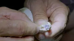 Visuel de Les prédateurs de la Grande Barrière de corail