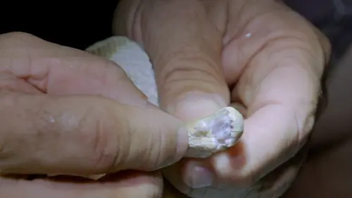 Les prédateurs de la Grande Barrière de corail