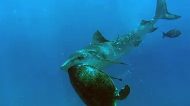 Les prédateurs de la Grande Barrière de corail