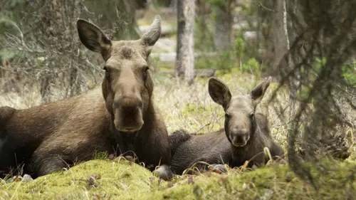 Les premiers pas de l'orignal : l'année de tous les dangers
