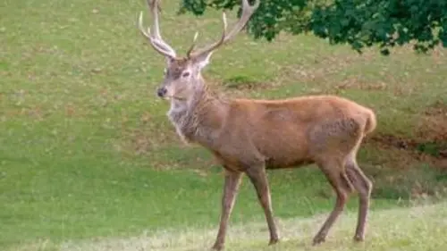 Les princes de nos campagnes E01 Chevreuil et cerf