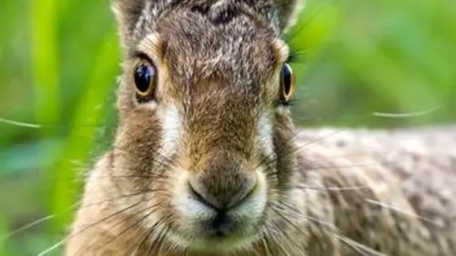 Les princes de nos campagnes