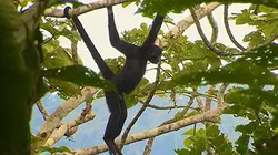 Visuel de Les princes des cimes