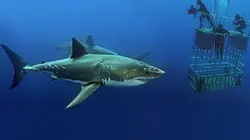 Visuel de Les profondeurs marines