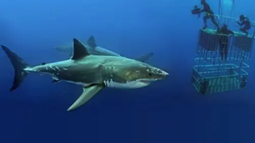 Les profondeurs marines E01 Bahamas : une réserve pour les requins