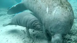 Les profondeurs marines E03 Lamantins et dugongs