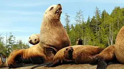 Les profondeurs marines E05 Otaries et phoques