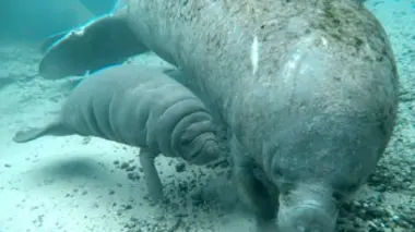 Les profondeurs marines E03 Lamantins et dugongs