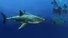 Les profondeurs marines E01 Bahamas : une réserve pour les requins