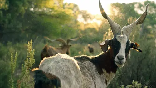 Les promesses de la terre Reconquérir la garrigue