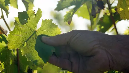 Les promesses de la terre Réinventer les vignobles