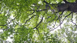 Les promesses de la terre