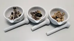 Les psychédéliques, des drogues qui soignent ?