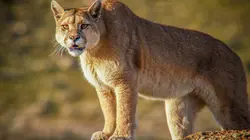 Les pumas de Patagonie