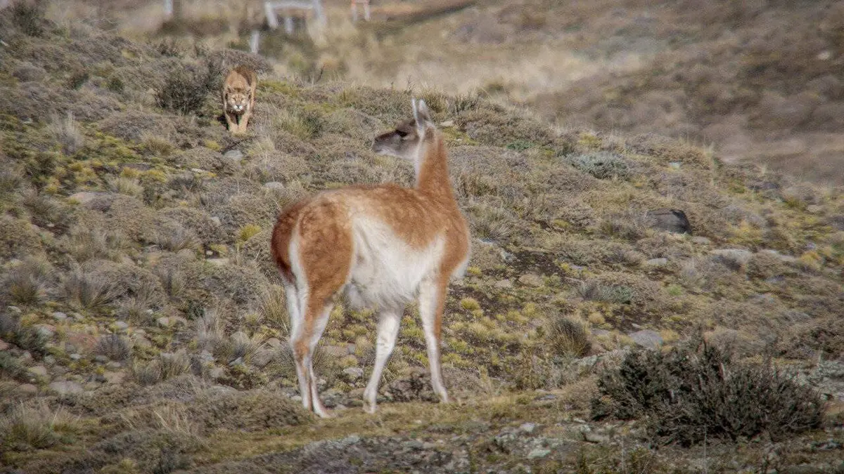 Les pumas de Patagonie