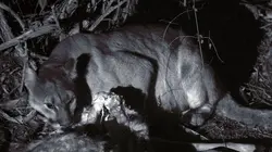 Les pumas, furtifs félins du Montana
