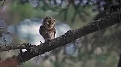 Les Pyrénées secrètes