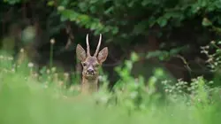Les Pyrénées secrètes