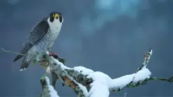 Les Pyrénées secrètes