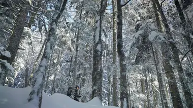L'ours, le roi des forêts ancestrales
