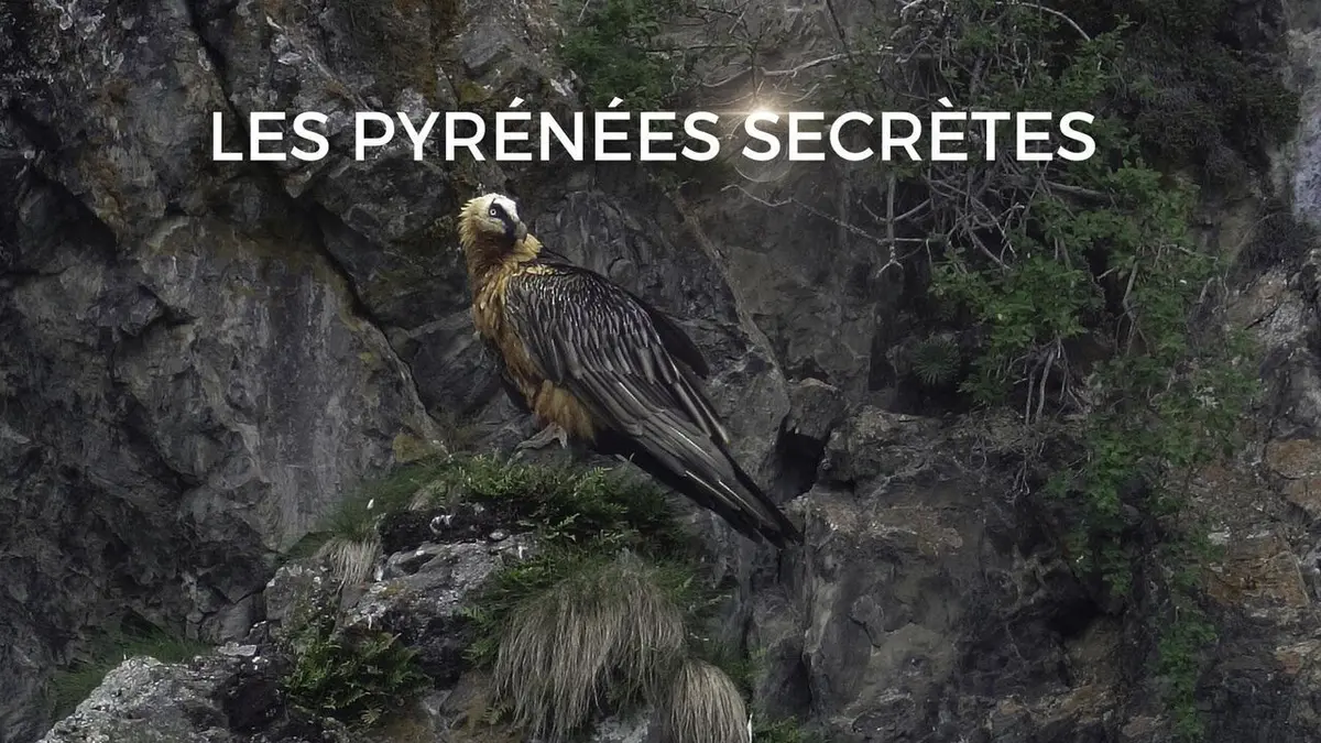 Visuel de Les Pyrénées secrètes La genette, la discrète du piémont