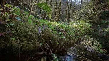 Les Pyrénées secrètes La genette, la discrète du piémont