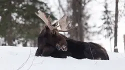 Les quatre saisons de l'Alaska