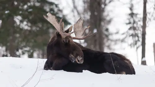 Les quatre saisons de l'Alaska S01E01 Hiver