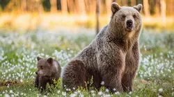 Les quatre saisons de l'Alaska