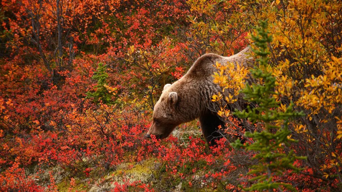 Les quatre saisons de l'Alaska