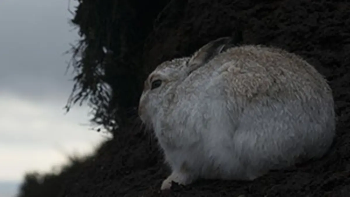 Les quatre saisons du Loch Lomond S01E03 Automne